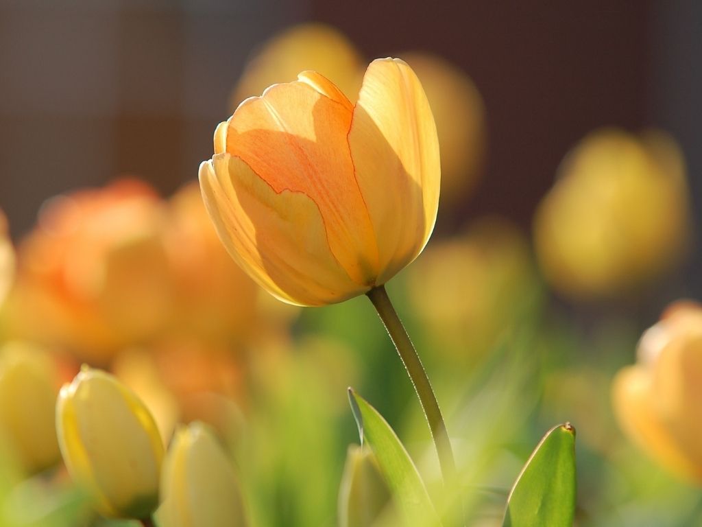 Wyraźny żółty tulipan na tle pozostałych tulipanów.