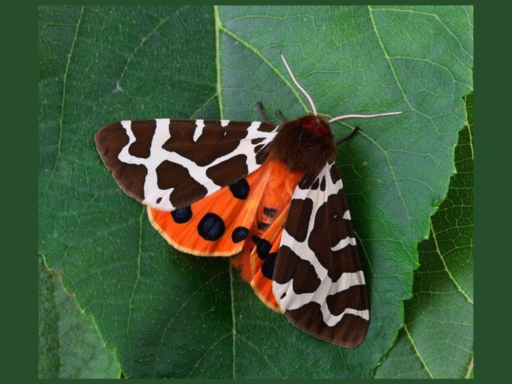 Ćma o brązow-białych i pomarańczowych skrzydłach siedzi na zielonym liściu.